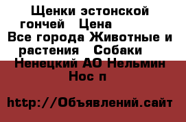 Щенки эстонской гончей › Цена ­ 7 000 - Все города Животные и растения » Собаки   . Ненецкий АО,Нельмин Нос п.